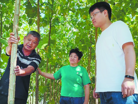 繁育无絮杨树苗收益高